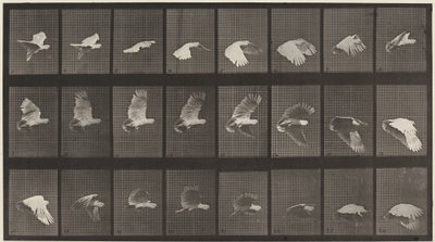 Číslo desky 758. Kakadu létající od Eadweard Muybridge