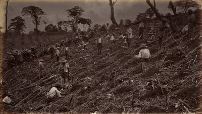 Zakládání kávové plantáže v Antigua de Guatemala, 1875, publikováno 1877 (foto) od Eadweard Muybridge