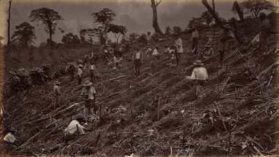 Založení kávové plantáže na Antigua de Guatemala od Eadweard Muybridge