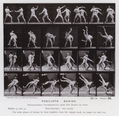 Lidská postava v pohybu: Pugilists, Box (č/b foto) od Eadweard Muybridge