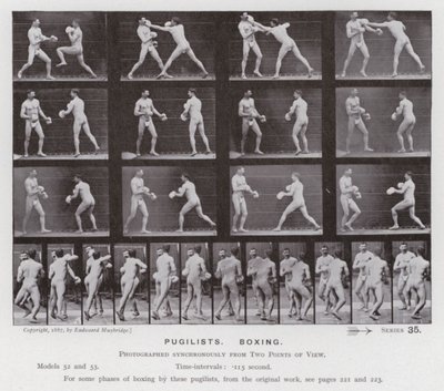 Lidská postava v pohybu: Pugilists, Box (č/b foto) od Eadweard Muybridge