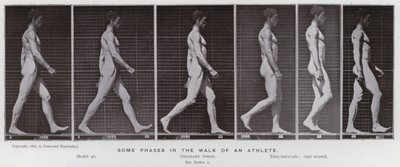 Lidská postava v pohybu: Některé fáze chůze sportovce (černobílá fotografie) od Eadweard Muybridge