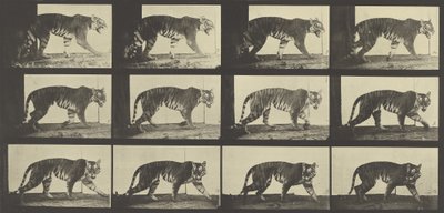 Tiger Walking, deska 729 od Animal Locomotion, 1887 od Eadweard Muybridge