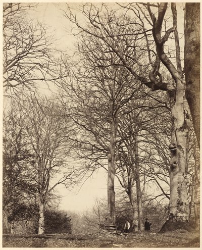 Buk královny Adelaide,1864 (foto) od Earl of Caithness
