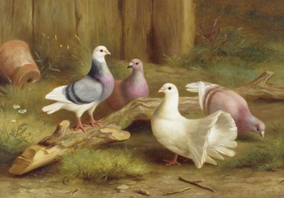Holubice od Edgar Hunt