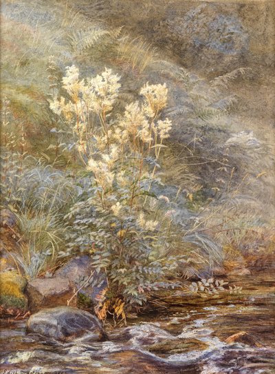Meadowsweet beside a Burn, Invernessshire, cca 1883 (akvarel zvýrazněný bílou) od Edith Martineau
