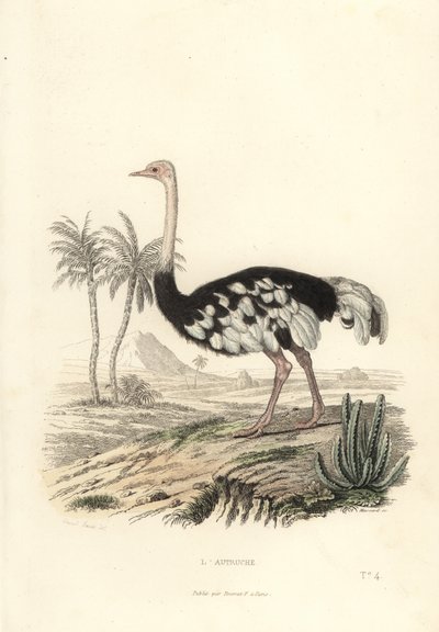 Pštros obecný, Struthio camelus. od Edouard (after) Travies