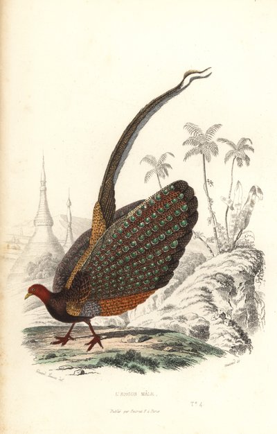 Velký argus, Argusianus argus, zranitelný. od Edouard (after) Travies