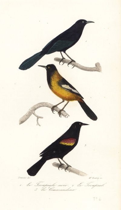 Velkoantilský grackle, žluva Audubonova a červenokřídlá černá od Edouard (after) Travies