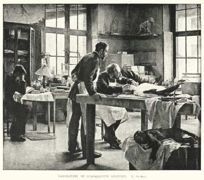 Laboratoř srovnávací anatomie (rytina) od Edouard Gelhay