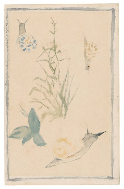 Manet - Náčrtky hlemýžďů, kvetoucí rostlina, 1864-68 od Édouard Manet