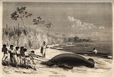 Chytání kapustňáků v Mabuiso (Peru). Kresba Riou, pro ilustraci cesty z Tichého oceánu do Atlantského oceánu od Edouard Riou