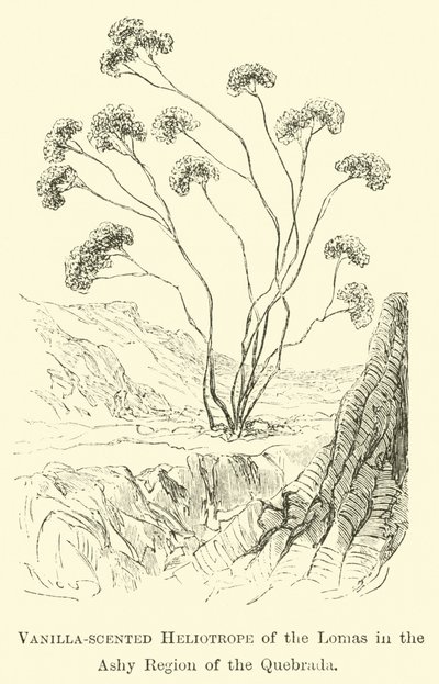 Vanilkou vonící Heliotrop z Lomas v Ashy Region Quebrada od Edouard Riou