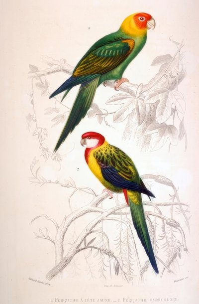 1. Andulka žlutohlavá. 2. Andulka všebarevná od Edouard Travies