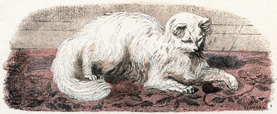 Angorská kočka - "Abeceda ilustruje zvířata" 19. století (rytina) od Edouard Travies