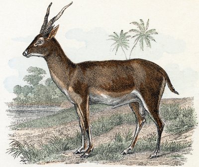 Antilope z „Zvířata ilustrovaná abeceda“ od Edouard Travies