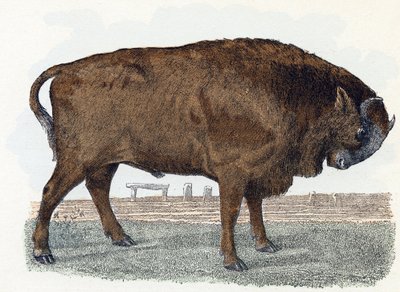 Zubr (urauch nebo auroch) - „Abeceda ilustruje zvířata“ 19. století (rytina) od Edouard Travies