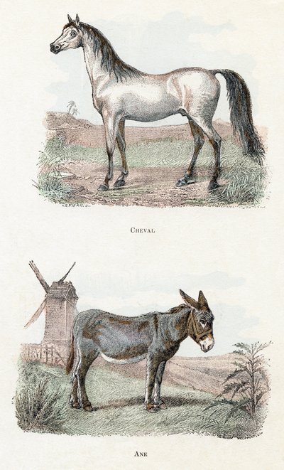 Kůň a osel – „Abeceda ilustruje zvířata“ 19. století (rytina) od Edouard Travies