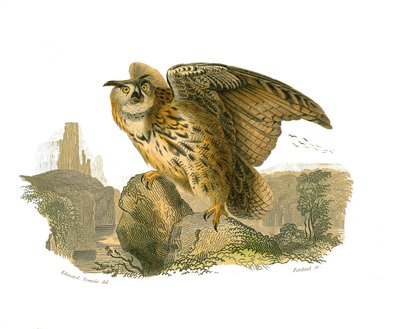 Přírodovědná tabule: Zoologická tabule zobrazující dravce ve dne. velkovévoda od Edouard Travies