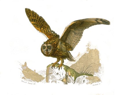 Přírodovědná tabule: Zoologická tabule zobrazující dravce ve dne. Sova. Deska čerpaná z devíti svazků o ptácích v knize „Dokončená díla Buffona“““, kterou napsal přírodovědec Georges Louis Leclerc, hrabě z Buffonu (1707-1788) v letech 1749 až 1785. I od Edouard Travies