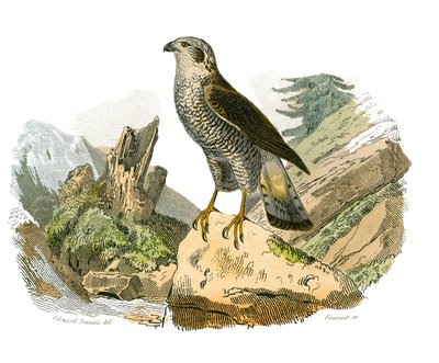 Natural History Board: Zoologická tabule představující dravce v noci. Kolem. Deska čerpaná z devíti svazků o ptácích v "" Works Complete of Buffon """, kterou napsal přírodovědec Georges Louis Leclerc, hrabě z Buffonu od Edouard Travies