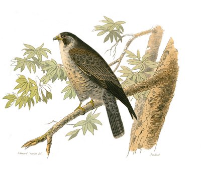 Natural History Board: Zoologická tabule představující dravce v noci. Sokol. Deska čerpaná z devíti svazků o ptácích v "" Works Complete of Buffon """, kterou napsal přírodovědec Georges Louis Leclerc, hrabě z Buffonu od Edouard Travies