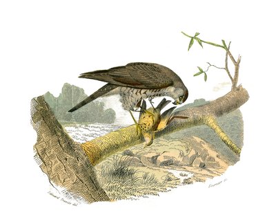 Natural History Board: Zoologická tabule představující dravce v noci. Jestřáb. Deska čerpaná z devíti svazků o ptácích v „“Works Complete of Buffon”””, kterou napsal přírodovědec Georges Louis Leclerc, hrabě z Buffonu (1707-1788) v letech 1749 až 17 od Edouard Travies