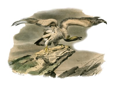Natural History Board: Zoologická tabule představující dravce v noci. Perknoptéra. Deska čerpaná z devíti svazků o ptácích v "" Works Complete of Buffon """, kterou napsal přírodovědec Georges Louis Leclerc, hrabě z Buffonu (1707-1788) v letech 1749 od Edouard Travies