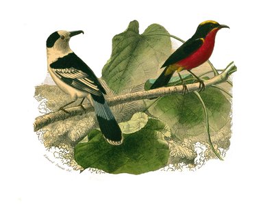 Natural History Board: Zoologická tabule představující dravce v noci. Vanga a gonolek. Deska čerpaná z devíti svazků o ptácích v "" Works Complete of Buffon """, kterou napsal přírodovědec Georges Louis Leclerc, hrabě z Buffonu od Edouard Travies