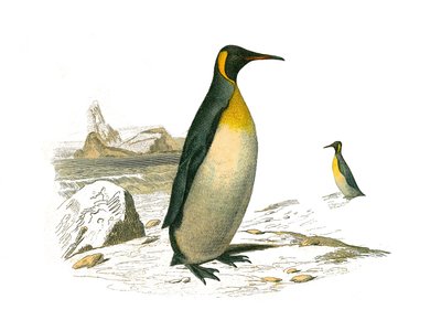 Přírodovědná tabule: Zoologická tabule představující palmy brachyptere (potápěčské ptáky). Ten velký. Deska čerpaná z devíti svazků o ptácích v knize „Dokončení Buffonových děl“““, kterou napsal přírodovědec Georges Louis Leclerc, hrabě z Buffonu (1707-178 od Edouard Travies
