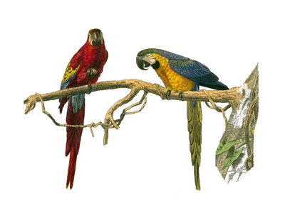 Přírodovědná tabule: Zoologická tabule zastupující horolezce. Červená ara a modrá ara. Deska čerpaná z devíti svazků o ptácích v "" Works Complete of Buffon """, kterou napsal přírodovědec Georges Louis Leclerc, hrabě z Buffonu od Edouard Travies
