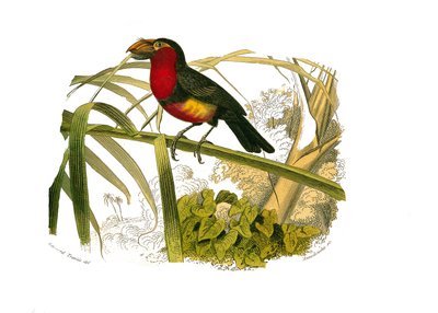 Přírodovědná tabule: Zoologická tabule zastupující horolezce. Barbakan. Deska čerpaná z devíti svazků o ptácích v „“Works Complete of Buffon”””, kterou napsal přírodovědec Georges Louis Leclerc, hrabě z Buffonu (1707-1788) v letech 1749 až 1785. Ilustr. od Edouard Travies