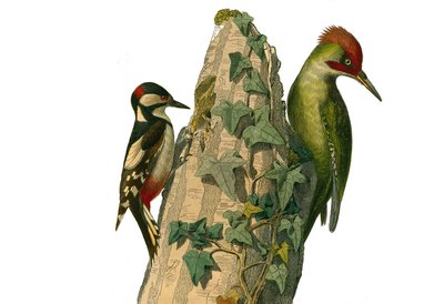 Přírodovědná tabule: Zoologická tabule zastupující horolezce. Epeiche a datel zelený mají červenou hlavu (zelený vrchol). Deska čerpaná z devíti svazků o ptácích v "" Works complete of Buffon """, kterou napsal přírodovědec Georges Louis Leclerc, Coun od Edouard Travies
