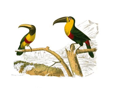 Přírodovědná tabule: Zoologická tabule zastupující horolezce. Grigri aracari a tukan žlutohrdlý. Deska čerpaná z devíti svazků o ptácích v „“Works Complete of Buffon”””, kterou napsal přírodovědec Georges Louis Leclerc, hrabě z Buffonu (170 od Edouard Travies