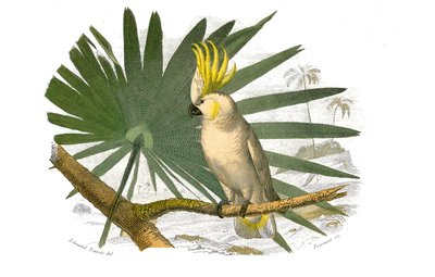 Přírodovědná tabule: Zoologická tabule zastupující horolezce. Kakatoes má žlutý hupe. Deska čerpaná z devíti svazků o ptácích v "" Works Complete of Buffon """, kterou napsal přírodovědec Georges Louis Leclerc, hrabě z Buffonu (1707-1788) v letech 1749 od Edouard Travies
