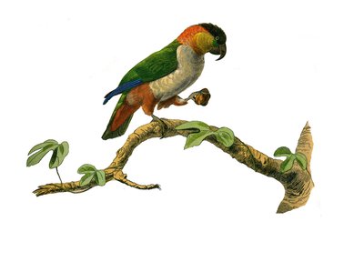 Přírodovědná tabule: Zoologická tabule zastupující horolezce. Maipouri. Deska čerpaná z devíti svazků o ptácích v "" Works Complete of Buffon """, kterou napsal přírodovědec Georges Louis Leclerc, hrabě z Buffonu od Edouard Travies