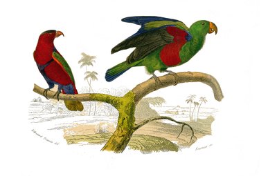 Přírodovědná tabule: Zoologická tabule zastupující horolezce. Lori tricolor a papoušek zelený. Deska čerpaná z devíti svazků o ptácích v knize „Dokončená díla Buffona“““, kterou napsal přírodovědec Georges Louis Leclerc, hrabě z Buffonu (1707-1788). od Edouard Travies