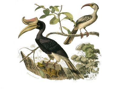 Přírodovědná tabule: Zoologická tabule představující syndaktylní pěvce od Edouard Travies