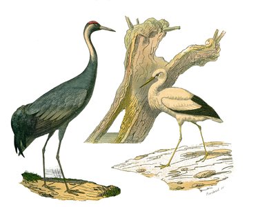 Přírodovědná tabule: Zoologická tabule představující vodní ptactvo a kultirostry (s velkými, dlouhými a silnými zobáky): jeřáb a čáp. Deska čerpaná z devíti svazků o ptácích v "" Works complete of Buffon """, kterou napsal přírodovědec Georges Louis Lecler od Edouard Travies