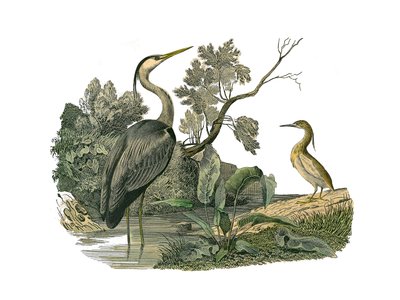 Přírodovědná tabule: Zoologická tabule představující vodní ptactvo a kultirostrous brodivých ptáků (s velkými, dlouhými a silnými zobáky): volavku a kraba. Deska čerpaná z devíti svazků o ptácích v knize „Dokončená díla Buffona“““, kterou napsal přírodověd od Edouard Travies