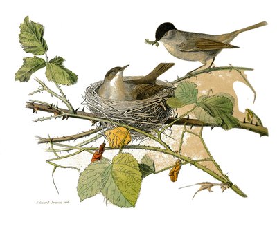 Přírodovědná deska: Zoologická tabule představující pěvce zubaře (s echankrem). Jestřáb černohlavý (hnízdo a housenka k jídlu). Deska čerpaná z devíti svazků o ptácích v knize „Dokončená díla Buffona“““, kterou napsal přírodovědec Georges Lou od Edouard Travies