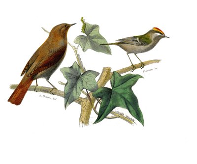 Přírodovědná deska: Zoologická tabule představující pěvce zubaře (s echankrem). Slavík a král. Deska čerpaná z devíti svazků o ptácích v knize „Dokončená díla Buffona“““, kterou napsal přírodovědec Georges Louis Leclerc, hrabě z od Edouard Travies