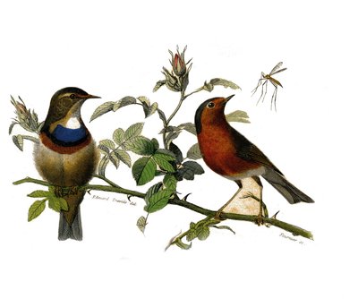 Natural History Tale: Zoologická tabule představující dentirostrózní pěvci od Edouard Travies
