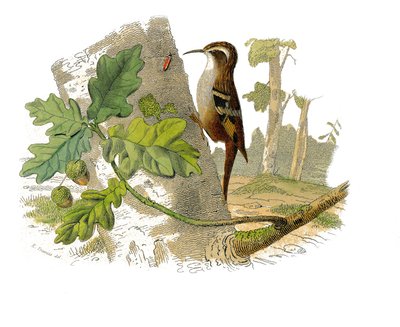 Natural History Tale: Zoologická tabule představující dentirostrózní pěvci od Edouard Travies