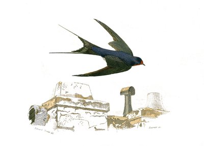 Natural History Plate: Zoologická tabule představující štěrbinové stezky od Edouard Travies
