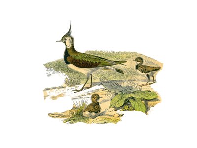 Natural History Tale: Zoologická tabule představující longirostrous brodivce (s dlouhými a hubenými zobáky): jehně a jeho mláďata. Deska čerpaná z devíti svazků o ptácích v "" Works complete of Buffon """, kterou napsal přírodovědec Georges Louis Leclerc,  od Edouard Travies