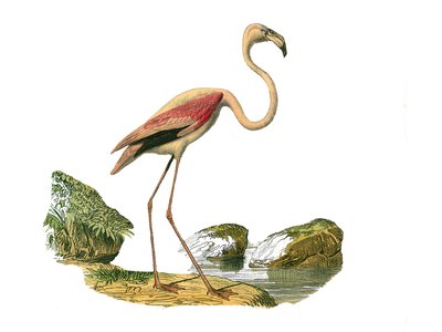 Natural History Tale: Zoologická tabule představující longirostrous brodivce (s dlouhým a hubeným zobákem): růžový plameňák. Deska čerpaná z devíti svazků o ptácích v knize „Dokončená díla Buffona“““, kterou napsal přírodovědec Georges Louis Leclerc, hrabě od Edouard Travies