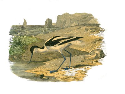 Natural History Plate: Zoologická tabule představující longirostrosní bahňáky od Edouard Travies