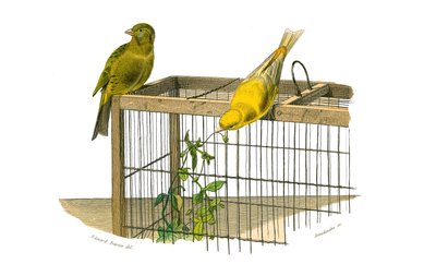 Přírodovědná tabule: Zoologická tabule představující konirostózní pěvce (kónický zobák). Kanárské ostrovy. Deska čerpaná z devíti svazků o ptácích v "" Works Complete of Buffon """, kterou napsal přírodovědec Georges Louis Leclerc, hrabě z Buffonu (1707 od Edouard Travies