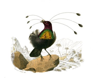 Přírodovědná tabule: Zoologická tabule představující konirostózní pěvce (kónický zobák). Sifilet. Deska čerpaná z devíti svazků o ptácích v "" Works Complete of Buffon """, kterou napsal přírodovědec Georges Louis Leclerc, hrabě z Buffonu (1707-1788) od Edouard Travies